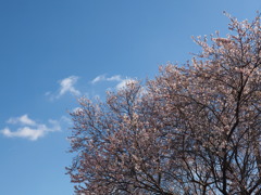 冬桜満開