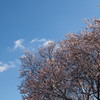 冬桜満開