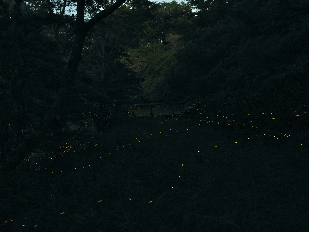 ヒメの舞2