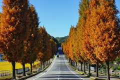 メタセコイア並木1