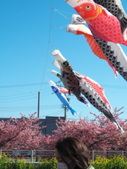 免々田川菜の花・桜まつり3