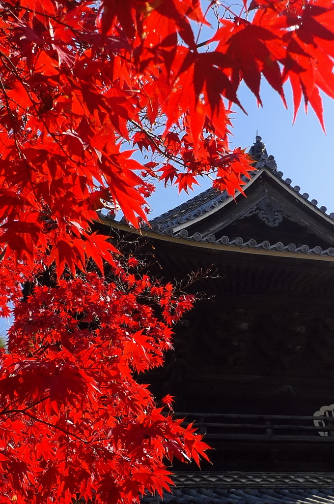 大樹寺1