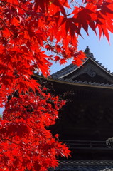 大樹寺1