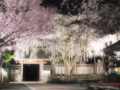 源空院の枝垂れ桜03