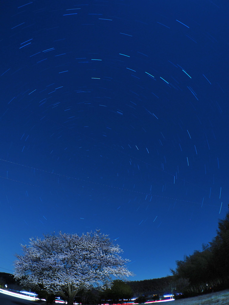 桜と北天