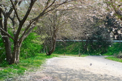 桜吹雪