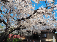 源空院の枝垂れ桜2