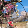 天神様の梅5
