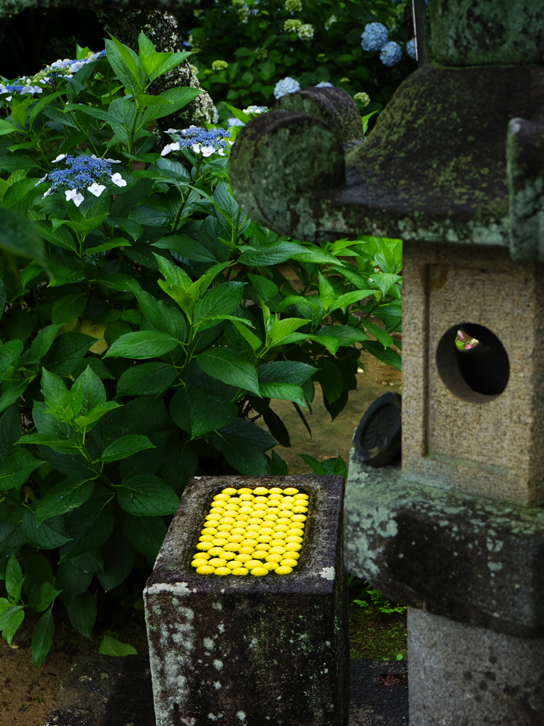 本光寺4