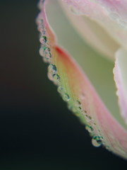 ハスの雫