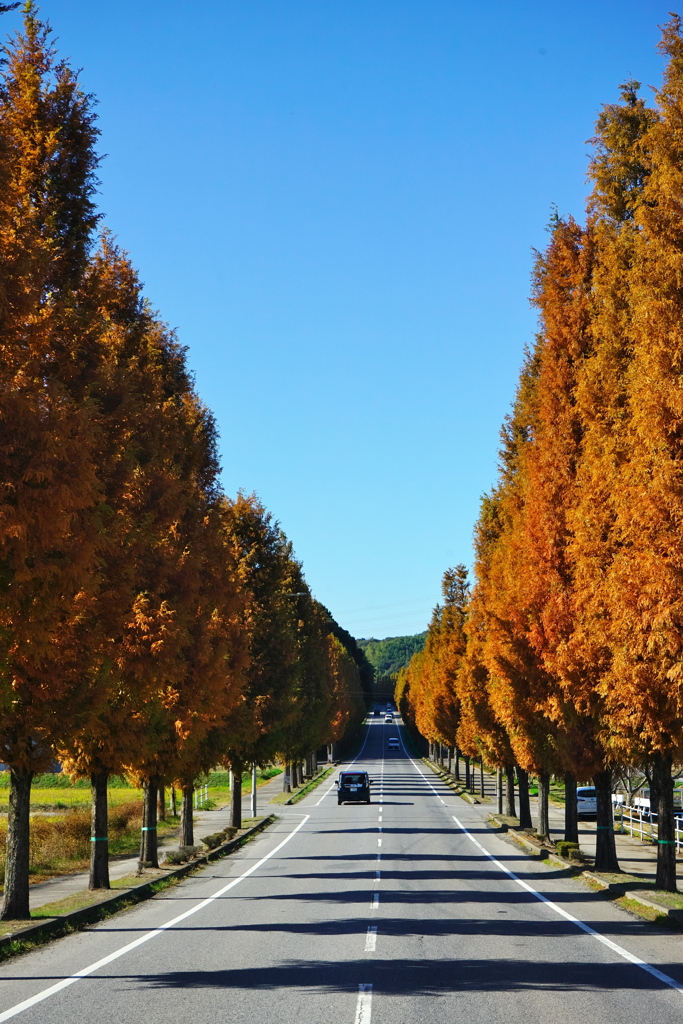 メタセコイア並木2