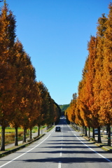 メタセコイア並木2