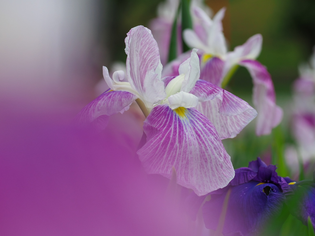 花菖蒲1