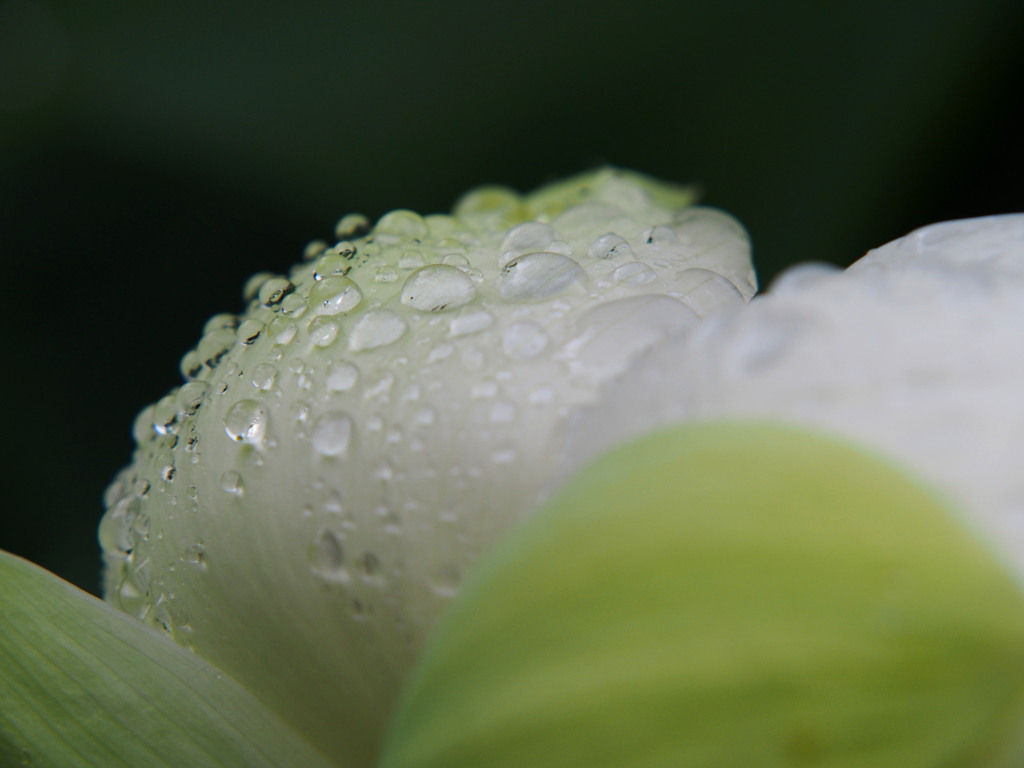 雨降りの蓮3