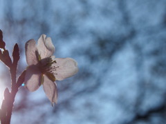 11月の桜