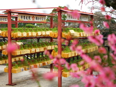 天神様の梅3