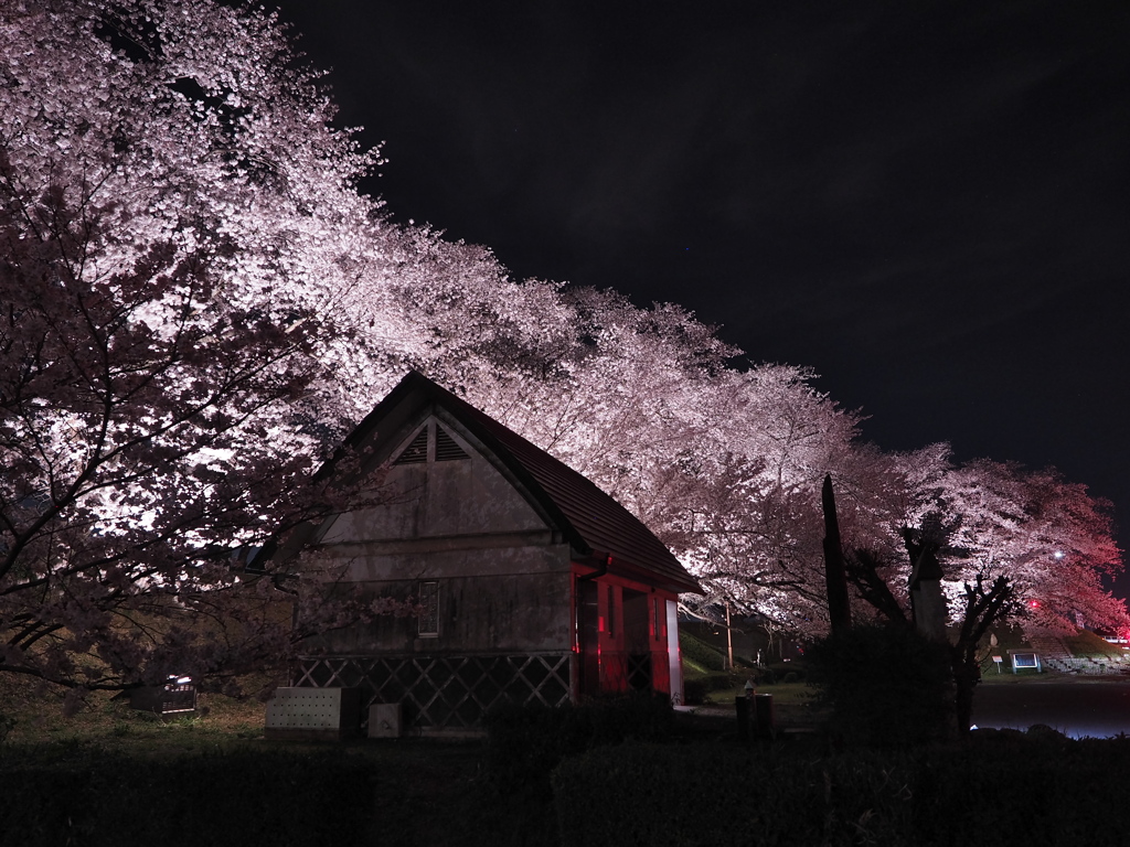 黄金堤の桜2