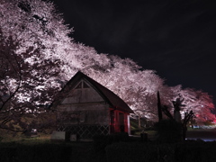 黄金堤の桜2