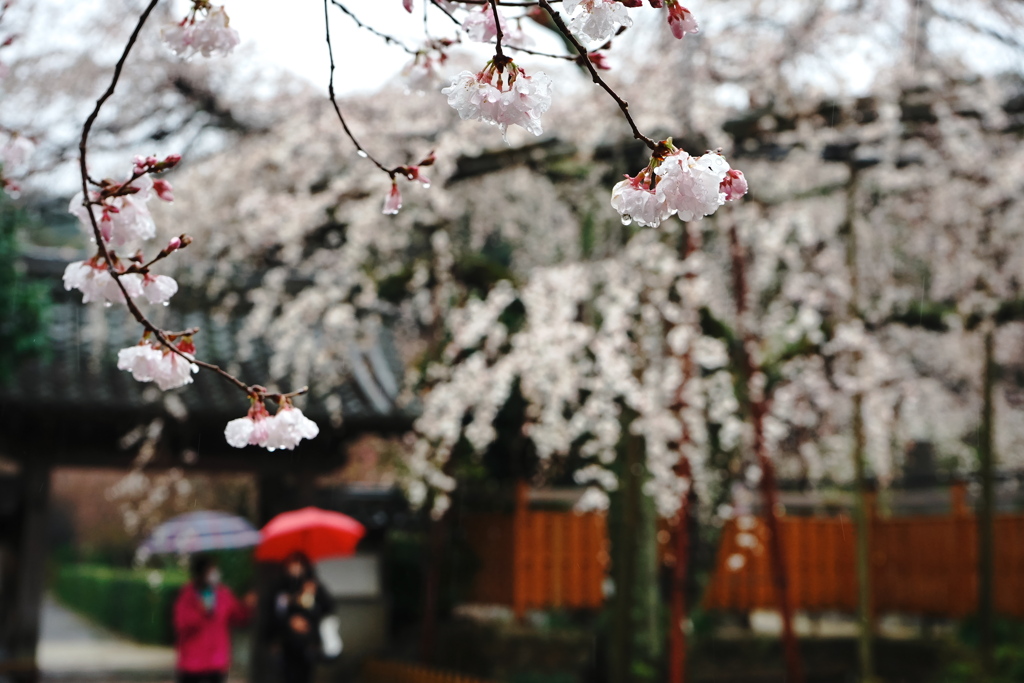 源空院の枝垂れ桜1