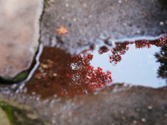 雨上がり4