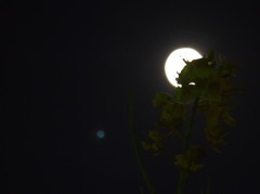 月と菜の花