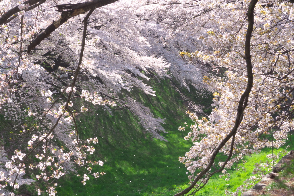 名古屋城の春03
