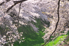 名古屋城の春03