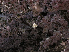 さくら1