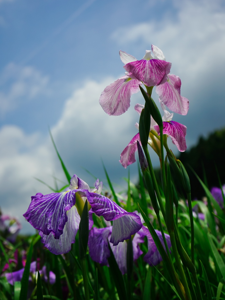 花菖蒲2