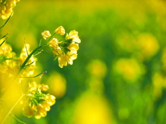 なの花まつり1