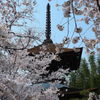 大樹寺多宝塔01
