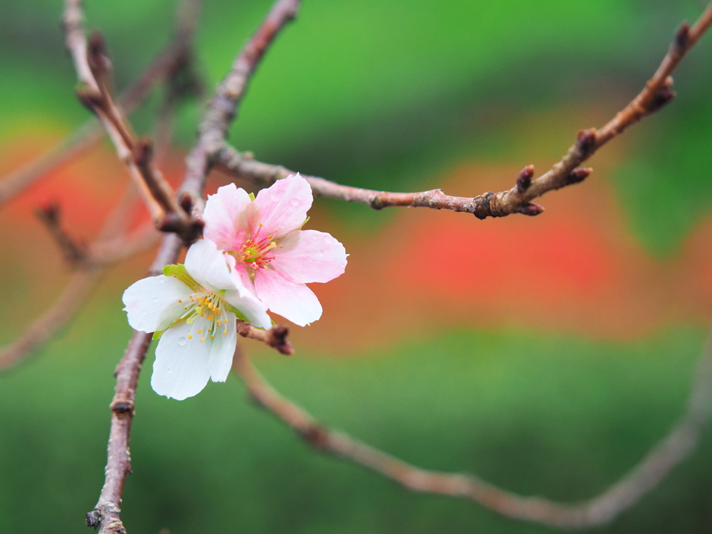 四季桜