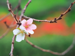 四季桜