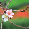 四季桜