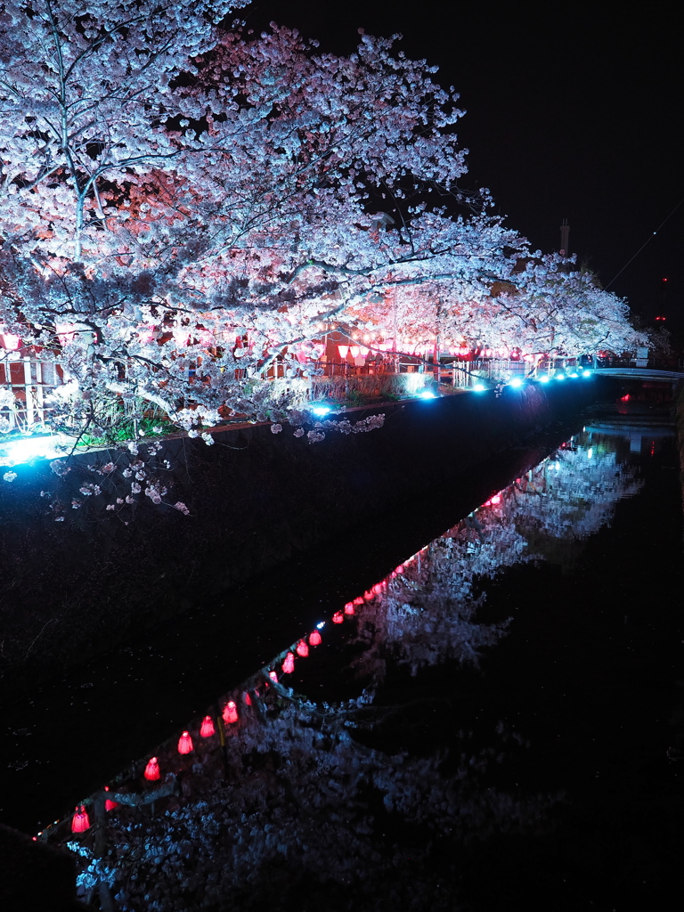 みどり川の桜2