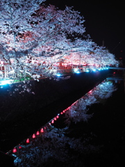 みどり川の桜2