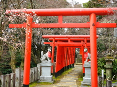 天神様の梅2