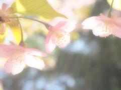 春の光