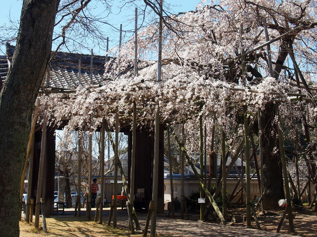 宿縁寺の枝垂れ桜4