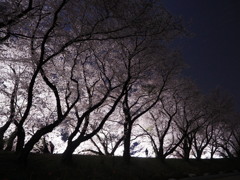 黄金堤03