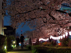 みどり川の桜1