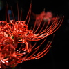 彼岸花2