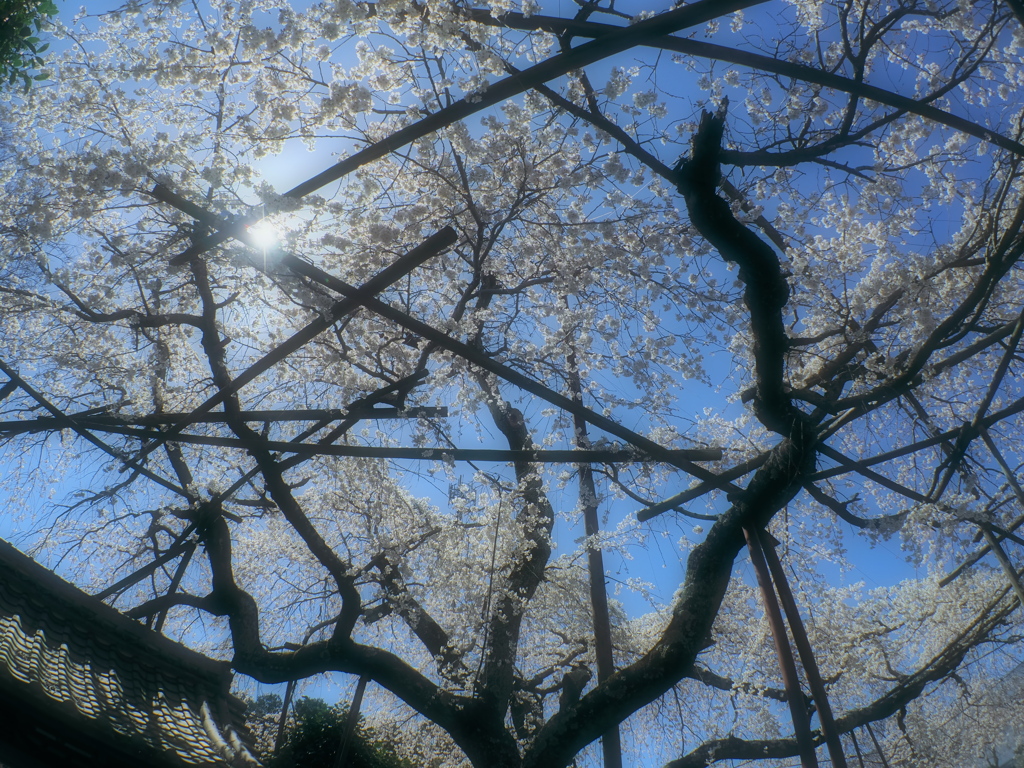 源空院の枝垂れ桜4