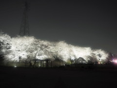 黄金堤01