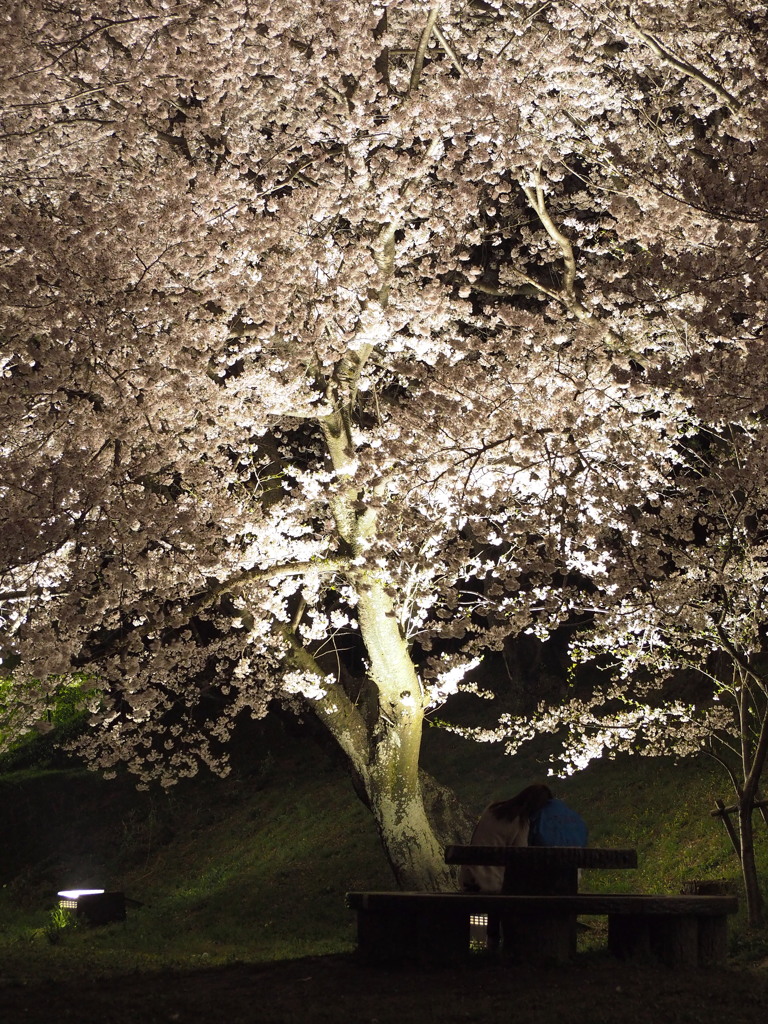 黄金堤の桜