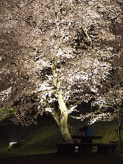 黄金堤の桜