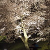 黄金堤の桜