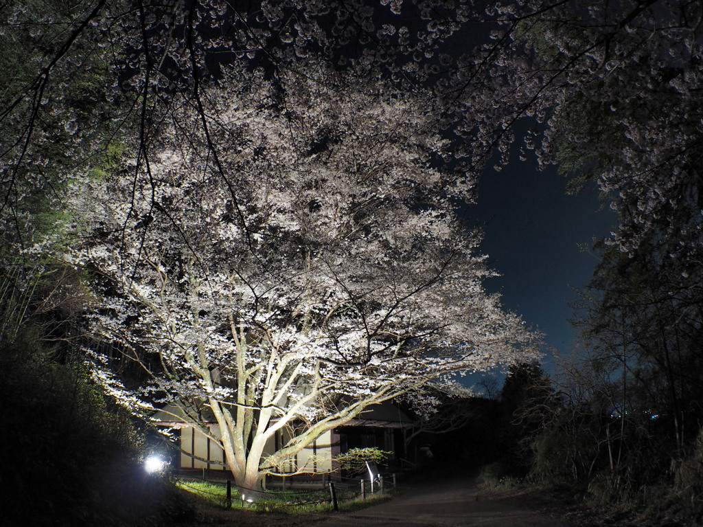 里山の桜3