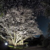 里山の桜3