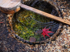 三河西尾の紅葉3